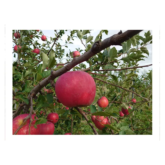 fresh green apple