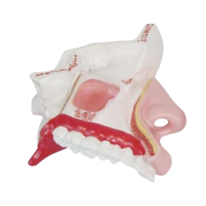 ADA <b>Medical</b> Model Life-Size Heart Nasal Cavity Anatomical Models ADA-307A/ADA-309 for Disease Demonstration <b>Medical</b> Teaching - Product Image 5