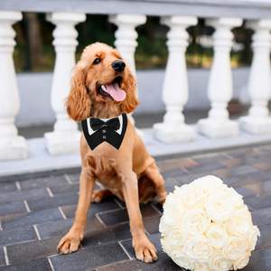 Tanpopo perro esmoquin boda cumpleaños Bowtie Collar mascota Tux Bandana disfraz graduación fiesta cuello Baberos bufanda accesorio - Product Image 3