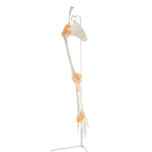 Human <strong>Arm</strong> <strong>Skeletal</strong> Model Shoulder Elbow Hand Joint with Ligament 1:1 Upper Limb Bone Simulation Specimen Medical Teaching Aid - Product Image 3