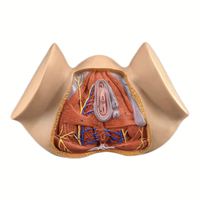 Modèle de muscle périnéal féminin KyrenMed modèle d'anatomie génitale taille réelle organe reproducteur féminin modèle d'organes éducatifs médicaux