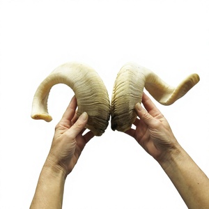 Shofar en corne de bélier naturelle non finie, fait main, de haute qualité, personnalisé, AZ ENTERPRISES AZE-RH02, traditionnel de l'Uttar Pradesh - Product Image 3