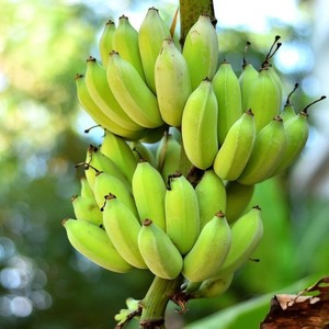 Polvo de plátano crudo para hacer batidos e ingredientes alimenticios que promueven la saciedad de Moonfarms, hecho en Tailandia. - Product Image 2