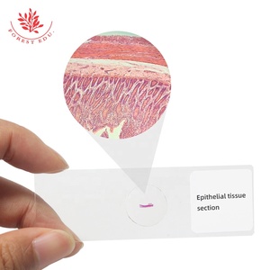 Histologie-Schnitte vier grundlegende Gewebeabschnitte mikroskopische Schnitte von Epithelnerven Bindegewebe-Muskel-Gewebestrukturen - Product Image 3