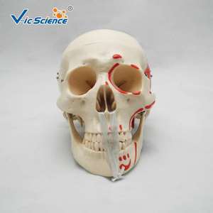 Simulation pédagogique : modèle de crâne naturel à l'échelle 1:1 avec coloration musculaire ; anatomie du crâne ; crâne simulé. - Product Image 2