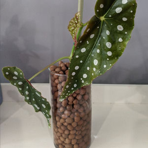 Boules d'argile rouge LECA pour culture hydroponique et aquaponique, avec absorption d'eau - Product Image 6