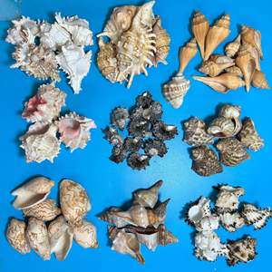 Conchas Naturales de Mar Pulidas Estilo Brisa Marina, Medianas/Grandes, para Acuarios, Manualidades, Recuerdos de Viaje - Product Image 4
