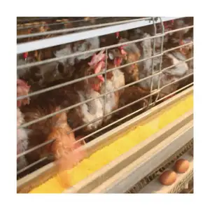 Offre Spéciale poules pondeuses cage à poulet automatique pour vente en gros