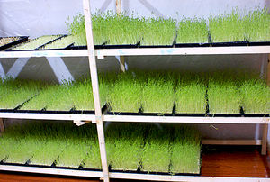 1020 Microgreen ถาดตาข่ายข้าวปลูกต้นกล้าถาดสำหรับสวน - Product Image 6