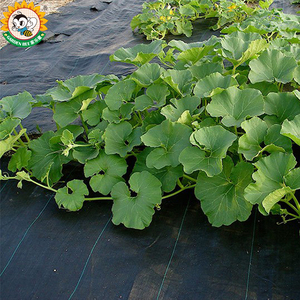 Garden Bee ECO Friendly PP Weed Control Mat Factory Barrière anti-UV contre les mauvaises herbes Couvre-sol agricole Tapis en plastique Paillis - Product Image 1