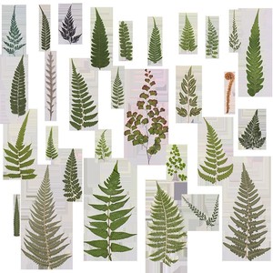 500 pièces/paquet <span class=keywords><strong>de</strong></span> marque-pages en feuilles <span class=keywords><strong>de</strong></span> <span class=keywords><strong>fougère</strong></span> sauvages pressées, artisanales, réalistes, durables, naturelles, pour cadre, remise <span class=keywords><strong>de</strong></span> diplôme, Nouvel An - Product Image 4