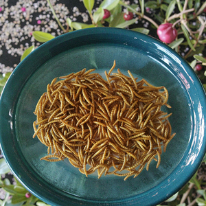 Manufacturers Wholesale <strong>Sale</strong> Fine Processing Microwave Dried Pellet Shape 100% Natural Protein Dry Mealworms Yellow Food - Product Image 4