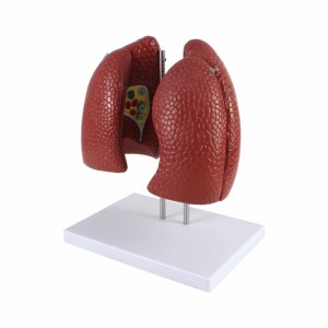 نموذج تشريحي للرئة بالحجم الطبيعي 4 أجزاء نموذج نظام التنفس البشري التدريس الطبي للمدرسة والمستشفى - Product Image 4