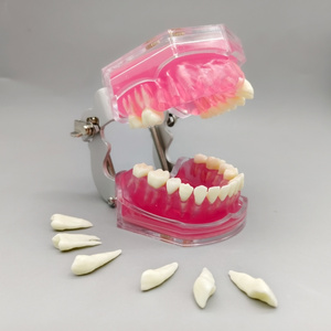 Werks rabatt Weiches Silikon Adult Full Mouth Abnehmbares Zahn modell für medizinische und pädagogische Zwecke - Product Image 1