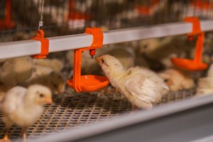 Equipo para Avicultura, Jaula para Gallinas Ponedoras, Diseño de Alta Densidad que Ahorra Espacio, Sistema Automático de Eliminación de Estiércol para Granjas Avícolas - Product Image 5