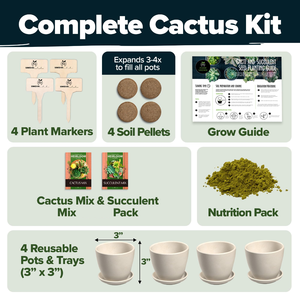 Kit de démarrage Premium Home Grown Succulent Cactus 4 pots de jardinière carrés plateaux d'égouttement mélanger le sol parfait bricolage cadeau <span class=keywords><strong>pour</strong></span> les amateurs de plantes - Product Image 2