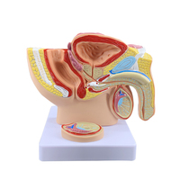 Modelo Anatómico Sagital Medio de Pelvis Masculina Pequeña, Modelo de Demostración Médica del Sistema Reproductivo Masculino