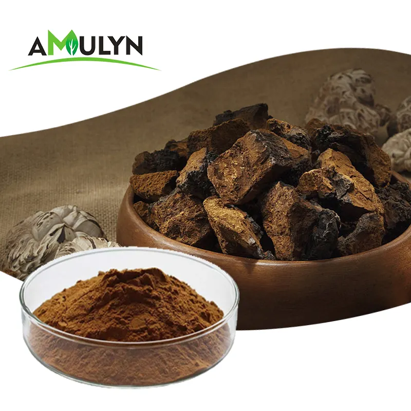 AMULYN Poudre d'extrait de champignon chaga biologique