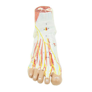Kaki Model Anatomi Anatomi Regional Kaki dengan Neurovaskular Ligamen Anatomi Sendi Pergelangan Kaki Otot Pembuluh Darah Ligamen - Product Image 2