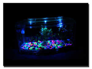 LED Light Acrylic Three Splits Betta Fish Bowl Triple <strong>Bow</strong> Fighting Isolation Breed Box for <strong>Aquarium</strong> - Product Image 5