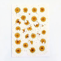 Fleurs de marguerite blanches pressées, spécimens végétaux naturels pour les projets DIY des enfants et les cadeaux de festival, fleurs séchées pressées pour la résine