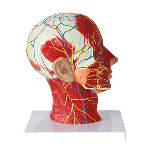 Modèle médical de la tête en section médio-sagittale avec vaisseaux sanguins et nerfs ; modèle facial ; modèle anatomique de la tête. - Product Image 1