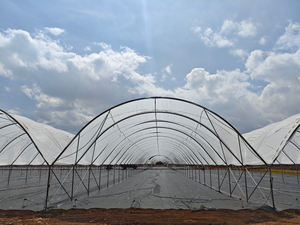 Grande tente <span class=keywords><strong>de</strong></span> serre à une seule couche <span class=keywords><strong>abri</strong></span> <span class=keywords><strong>de</strong></span> pluie en plastique hydroponique pour la culture <span class=keywords><strong>de</strong></span> plants <span class=keywords><strong>de</strong></span> tomates poly imperméable à faible coût pour - Product Image 3