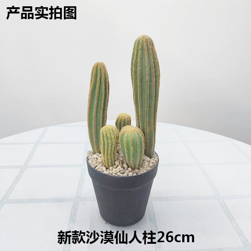 Nueva columna inmortal del desierto 26cm (con base negra)