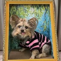 Vente en gros de cadre photo personnalisé peinture à l'huile toile d'art chat planche à gratter chat griffoir nid pour animaux de compagnie planche à gratter