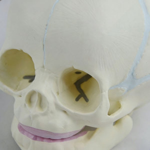Modelo de cabeza fetal de 30 semanas de gestación DARHMMY con base para ciencia médica - Product Image 4