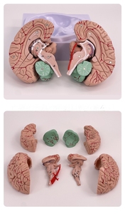Cuộc sống-kích thước 9-Part PVC não giải phẫu Mô hình có thể tháo rời động mạch và amygdala cho y tế khoa học giảng dạy - Product Image 5