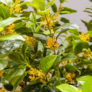 Albero di Osmanthus Artificiale per Decorazione Interna di Negozi e Centri Commerciali, Decorazione da Pavimento, Albero dei Desideri per Capodanno, Creazione di Paesaggi - Product Image 4