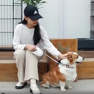 Automatico retrattile 9FT 16FT LED leggero guinzaglio per cani resistente in Nylon con funzione riflettente guinzaglio multifunzione per animali domestici spedizione veloce - Product Image 5