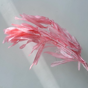 2026 New Products Preserved Dried Lentil Pod <strong>Flower</strong> Bulk Prices High Quality Wedding Decor Mother's Day DIY Gift Graduation - Product Image 3