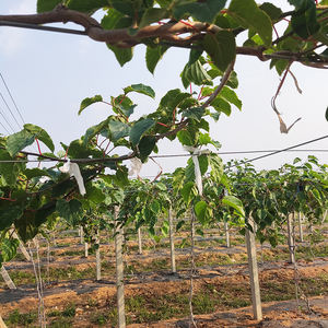 Arbres Barrière Contre Les Mauvaises Herbes Tissu Anti Mauvaises Herbes Tapis Couverture Du <span class=keywords><strong>Sol</strong></span> Jardin Membrane De Contrôle Des Mauvaises Herbes - Product Image 5