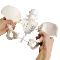 KyrenMed Modèle de bassin féminin flexible grandeur nature Modèle de squelette pelvien féminin avec 2 vertèbres lombaires Modèle osseux L4-L5