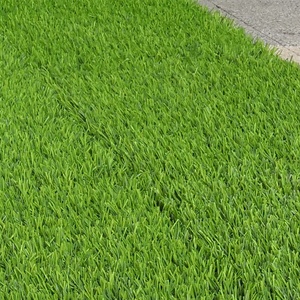 <span class=keywords><strong>Gazon</strong></span> artificiel de haute qualité, <span class=keywords><strong>gazon</strong></span> synthétique pour la décoration de jardin et de paysage, <span class=keywords><strong>gazon</strong></span> artificiel durable en <span class=keywords><strong>rouleau</strong></span> pour les sports de plein air - Product Image 1