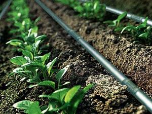 16mm <span class=keywords><strong>tubo</strong></span> di <span class=keywords><strong>irrigazione</strong></span> a goccia <span class=keywords><strong>con</strong></span> gocciolatore interno rotondo tubi da giardino bobine per il sistema di <span class=keywords><strong>irrigazione</strong></span> agricola - Product Image 6