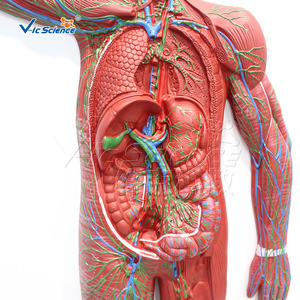 Modèle anatomique de haute précision du système lymphatique du corps entier ; reconstruction des ganglions lymphatiques et des vaisseaux lymphatiques ; école de médecine - Product Image 3