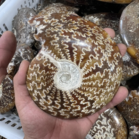 Vente en gros de spécimens fossiles d'ammonites à motif de chrysanthème naturel de Madagascar pour la décoration intérieure, la guérison Reiki et les cadeaux