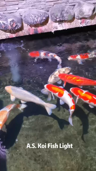 LED Pond Lights ASKLO-50 Illuminate Your Aquarium