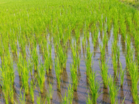 Transplanteur de Offre Spéciale Transplanteur de riz 1 rangées Machine de plantation de riz Transplanteur de riz électrique