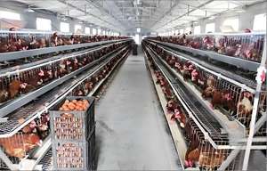 Casas prefabricadas: Naves avícolas de estructura de acero para gallinas ponedoras/engorde - Product Image 3