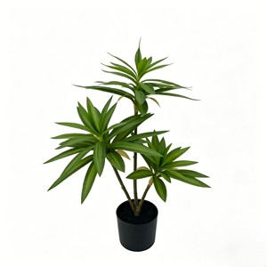 Arbusto Premium Variegado Rayado 'Song of India' con Hojas Delgadas y Densas para Vestíbulo de Hotel, Sala de Estudio, Porche, Interior Moderno, Verde - Product Image 1