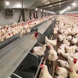 Collecte automatique d'oeufs nichoir de poulet pour l'élevage de volailles Roll Away Lay-Away Hens Layerscoop Pick Roll Away Eggs Nouveau - Product Image 3