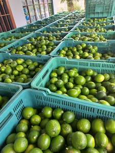 Citron vert frais sans pépins du Vietnam, de haute qualité, sans résidus, sûr pour la santé, exportation premium standard - Product Image 6