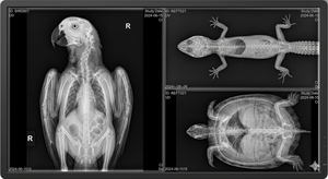 Équipement hospitalier, radiographie médicale, détecteur à panneau plat pour radiographie, détecteur DR à panneau plat filaire, panneau de détection à rayons X - Product Image 5