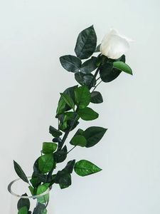 Stelo di rosa conservato 1 gambo di rosa con foglie e sepali verdi per la realizzazione di conservanti di <span class=keywords><strong>Rose</strong></span> a cupola in vetro conservati - Product Image 6