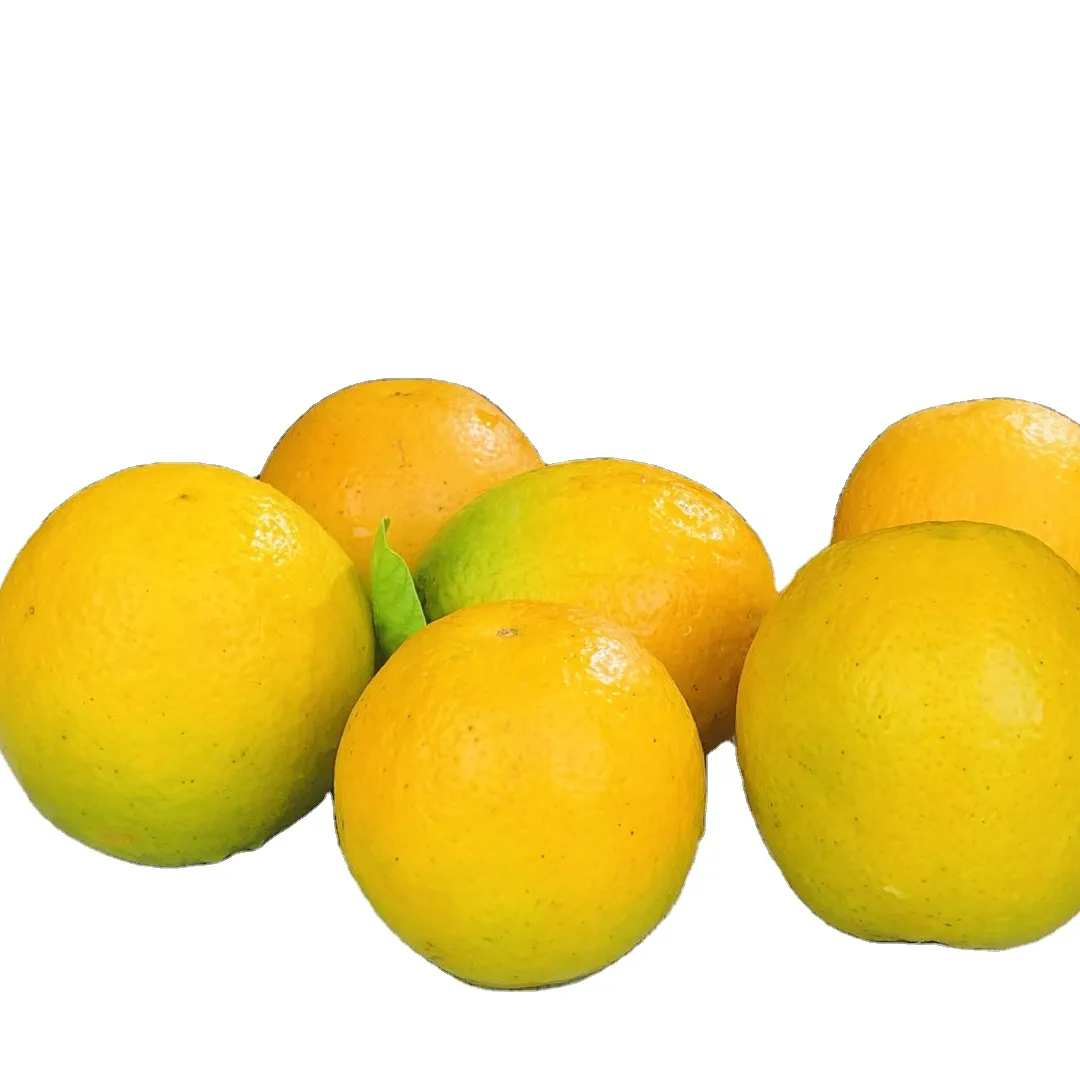 Süße neue Ernte Frische Zitrusfrucht orange Sommer Valencia Orangen Nabel Orangen