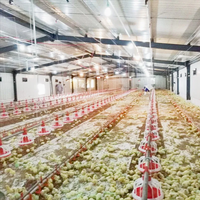 Nouvelle ferme intelligente pour poulets de chair à structure en acier équipée d'un système de contrôle de la température et de prévention des maladies